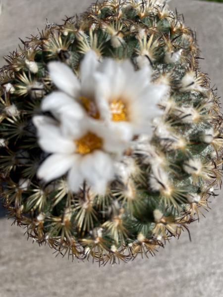 Gymnocactus ysabelae